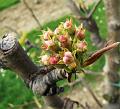 6de Nonkelfransrit 21-4-2013 (216)